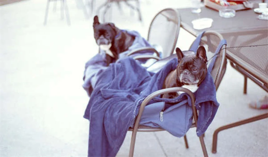 Tesla Cybertruck Recall: What 46,000 Units Reveals About Sales